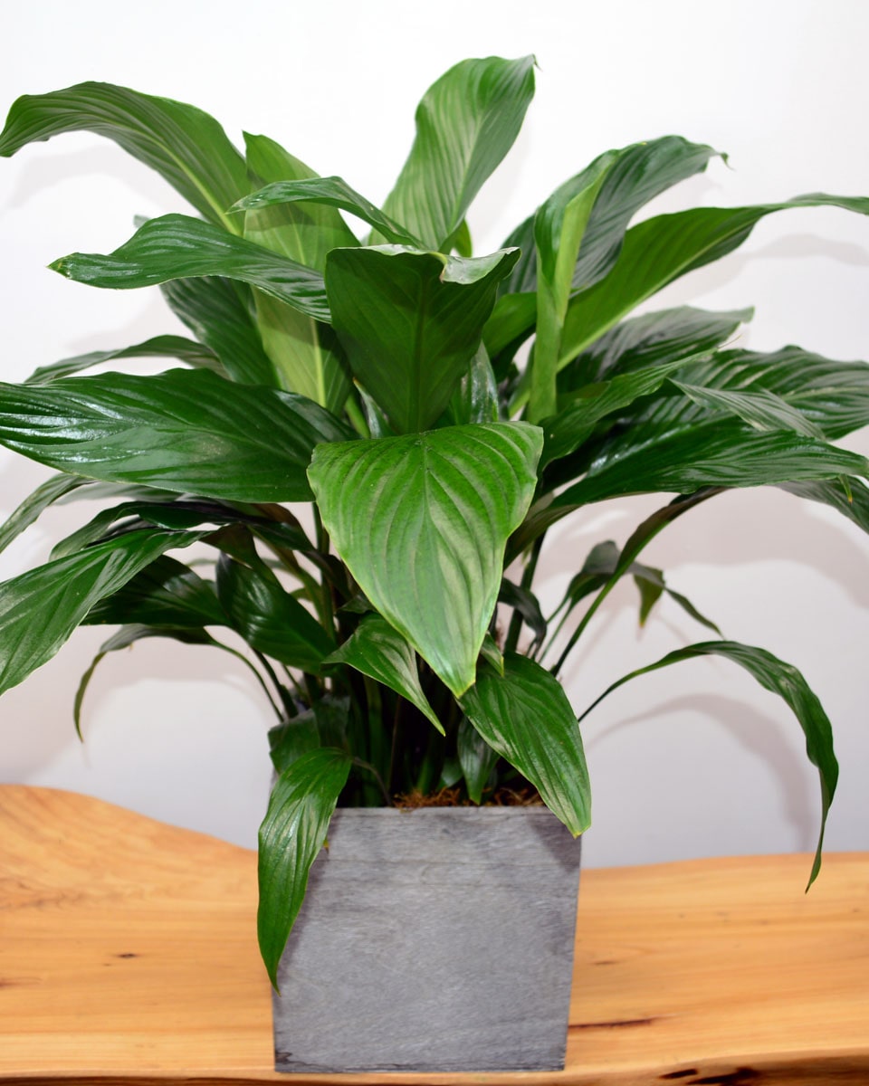 Spathiphyllum Plant Standard - 6 Inch pot This floor-sized plant with its shiny dark green leaves produces striking white lily-like flowers all year. Perfect for home or office.
DELIVERY: Every order is hand-delivered direct to the recipient. These items will be delivered by us locally, or a qualified retail local florist.