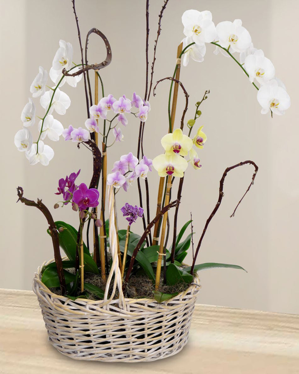 Orchid Garden Standard Assorted sizes and Colors of Phaelanopsis Orchids are exquisitely designed in a Basket.
DELIVERY: Every order is hand-delivered direct to the recipient. These items will be delivered by us locally, or a qualified retail local florist.