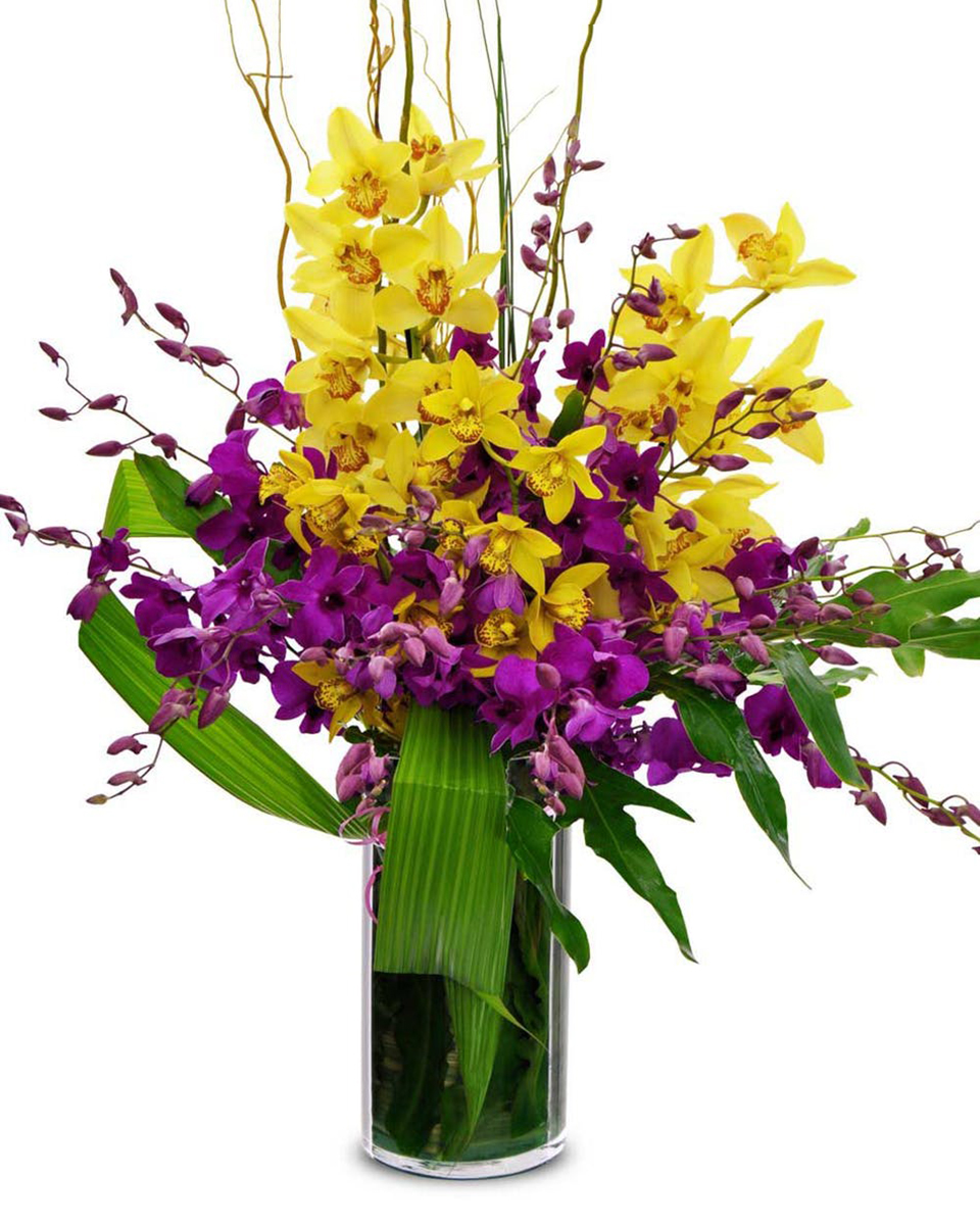 Orchids Forever Standard Purple Dendrobium orchids, Yellow Cymbidium Orchids, Curley Willow, and other Tropical Greens are artistically arranged in a Cylinder Vase.
DELIVERY: Every order is hand-delivered direct to the recipient. These items will be delivered by us locally, or a qualified retail local florist.