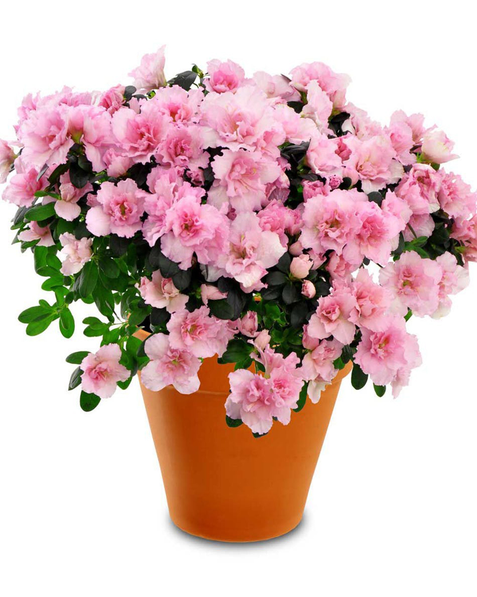 Pink Azalea Plant Standard A 6 inch Pink Azalea Plant in a Terra Cotta Pot.
DELIVERY: Every order is hand-delivered direct to the recipient. These items will be delivered by us locally, or a qualified retail local florist.