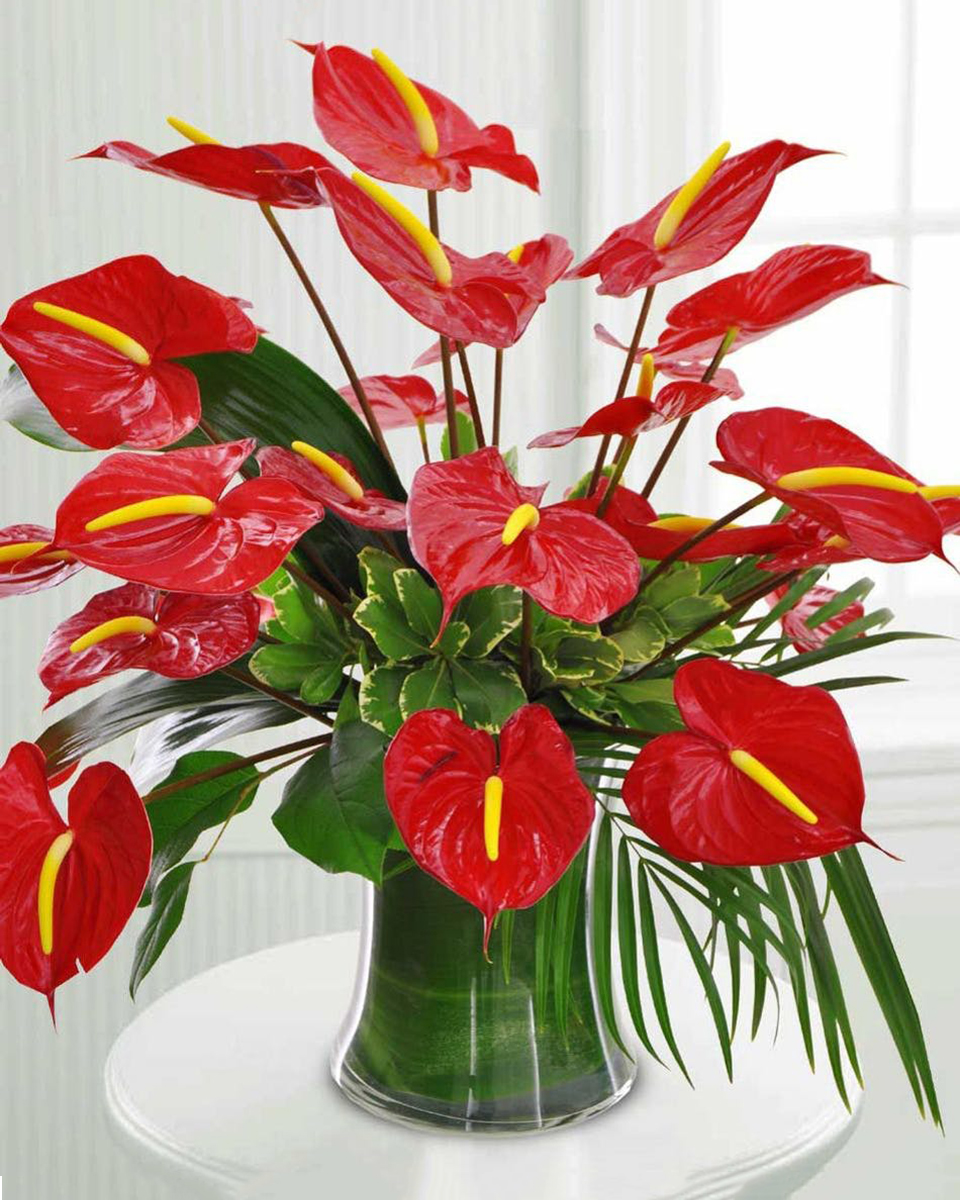 Royal Anthuriums 24 Anthuriums For a perfect conversation starter at a party, or creating a truly grand entrance in any office or home, this majestically designed Royal Anthuriums bouquet is exploding with rich red hues against a green backdrop of tropical foliage, complete with a contemporary, leaf-lined cylinder vase.
DELIVERY: Every order is hand-delivered direct to the recipient. These items will be delivered by us locally, or a qualified retail local florist.
