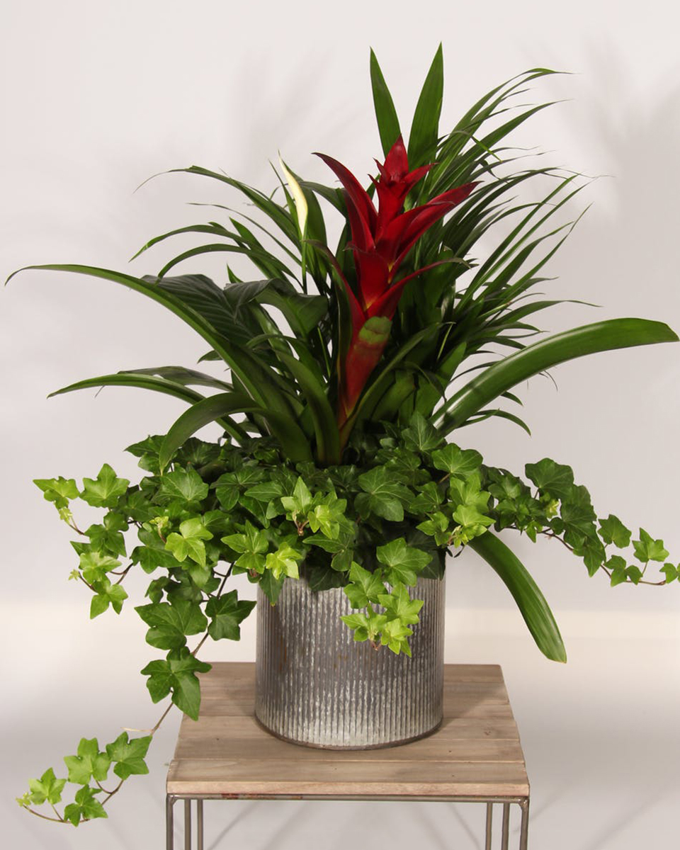 Bromeliad Bounty Standard A stunning bromeliad and other premium green plants are designed in a rustic tin container.
DELIVERY: Every order is hand-delivered direct to the recipient. These items will be delivered by us locally, or a qualified retail local florist.