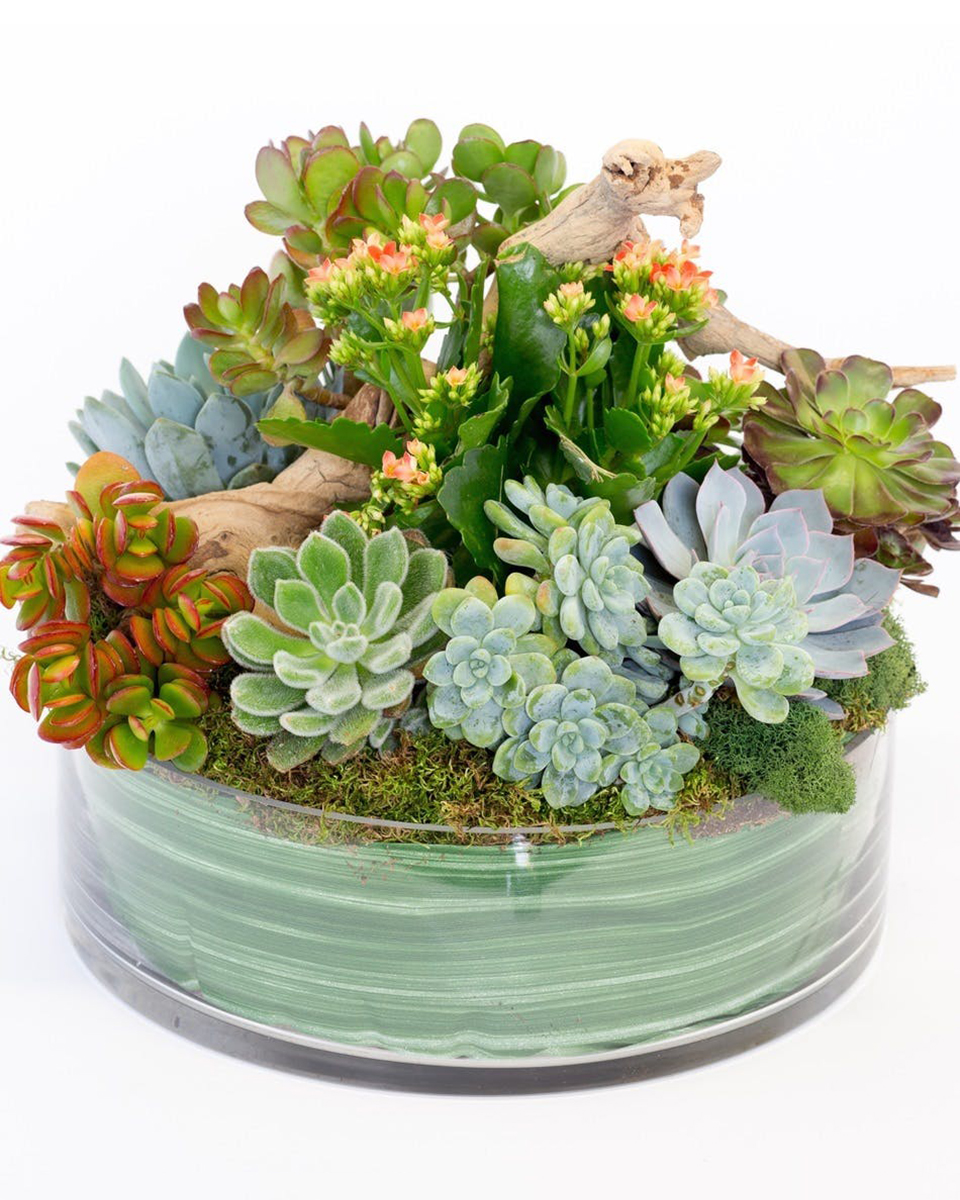 Driftwood and Succulents Standard An amazing array of locally grown succulents and kalanchoes are accented with beautiful driftwood and artfully arranged in a circular glass bowl. .  Approximately 15