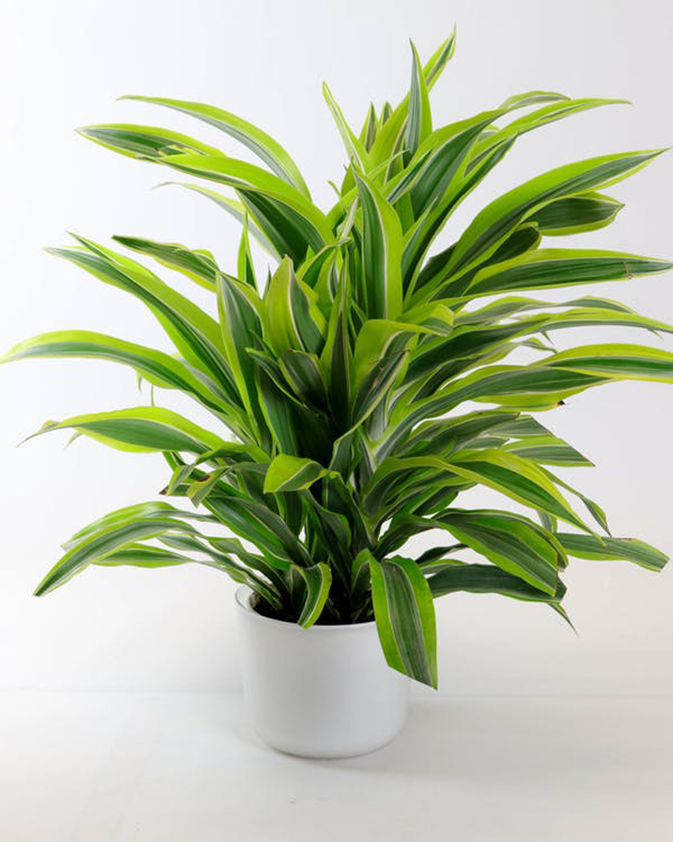 Lemon Lime Dracena Standard-6 inch pot This beautiful lemon-lime dracaena is easy to care for and the perfect addition to any home or office.
The plant is presented in your choice of a ceramic pot or a rustic wood cube.
DELIVERY: Every order is hand-delivered direct to the recipient. These items will be delivered by us locally, or a qualified, retail, local florist.


