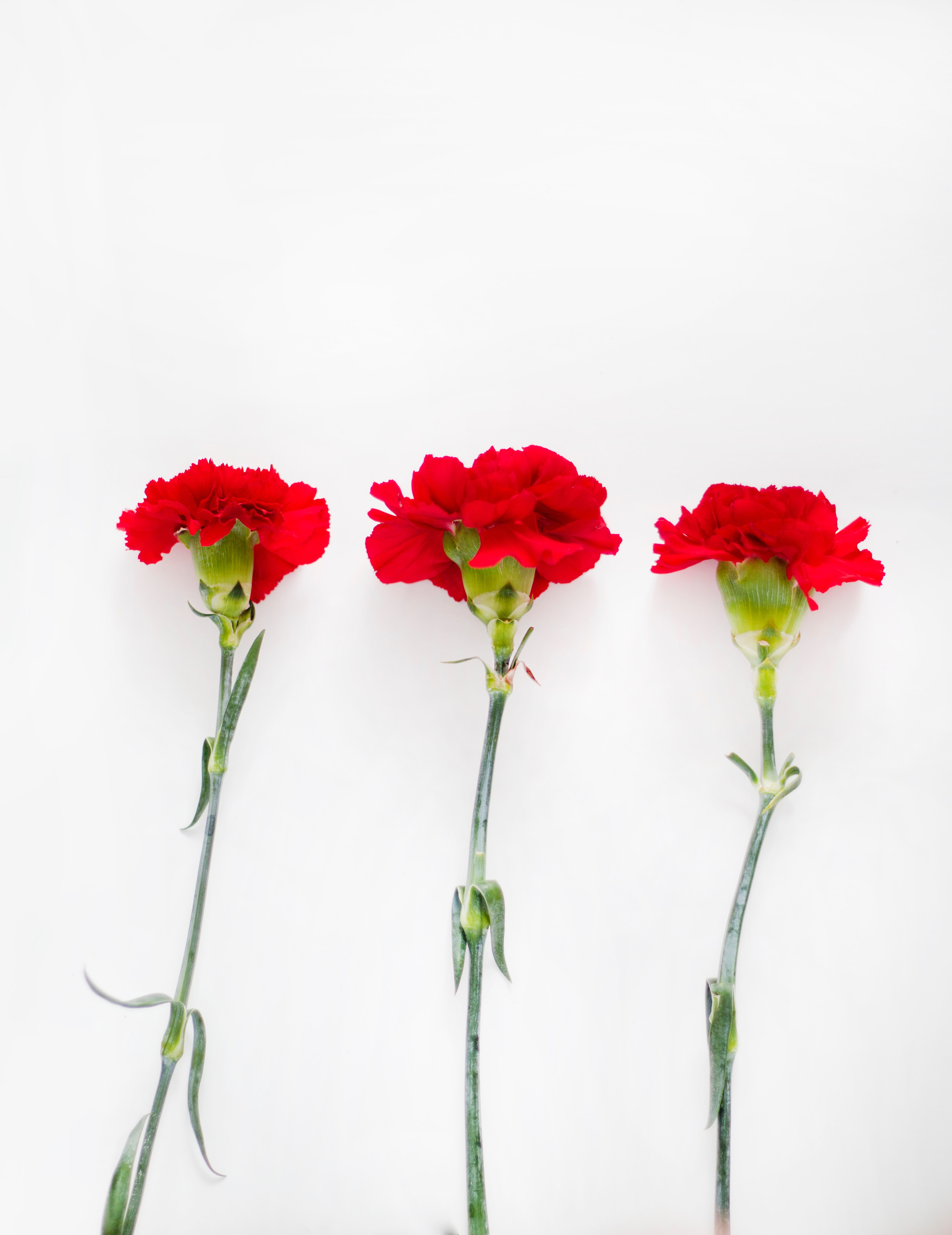 Fun Facts About Carnations