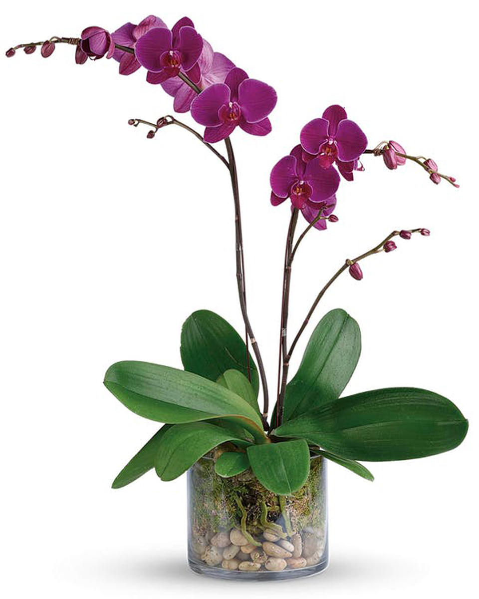 Double Purple Phalaenopsis Orchid Plant Standard-Double Spiked A Beautiful,  Double Spike Purple Philanopsis Orchid Plant  in a clear glass cube that is accentuated with black River Rock and moss.
DELIVERY: Every order is hand-delivered direct to the recipient. These items will be delivered by us locally, or a qualified, retail, local florist.
