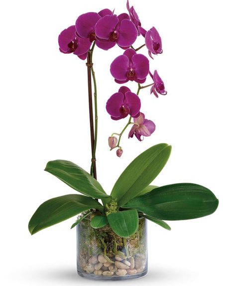 Purple Phalaenopsis Plant- Beautiful,  Double Spike Purple Phalaenopsis Orchid Plant  in a clear glass cube that is accentuated with black River Rock and moss.-Orchid Plant