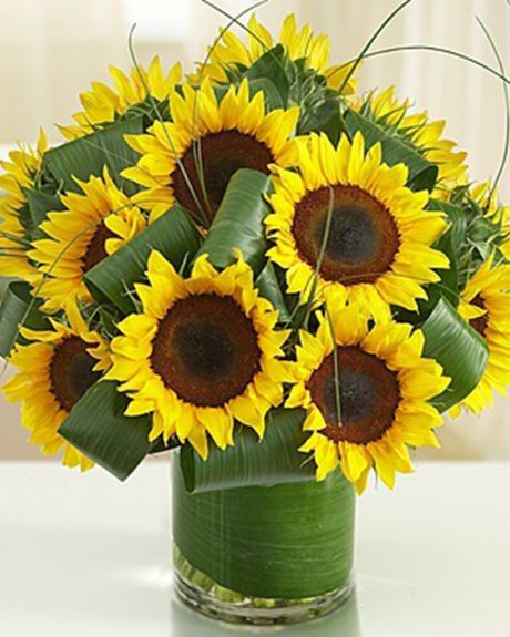 Allen's Sunflower Joy