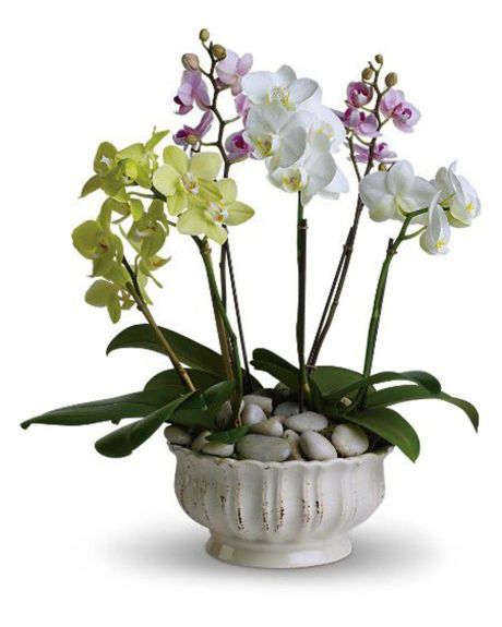 Phalaenopsis Orchid Garden