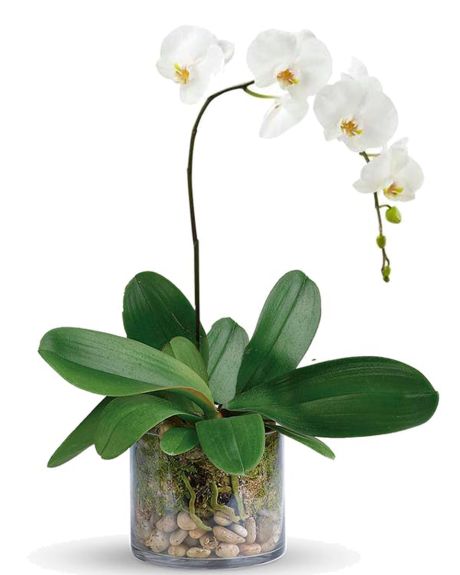 White Phalaenopsis Orchid Plant-A white phalaenopsis. single spiked plant is crafted in a Glass Cylinder-Phalaenopsis Orchid 