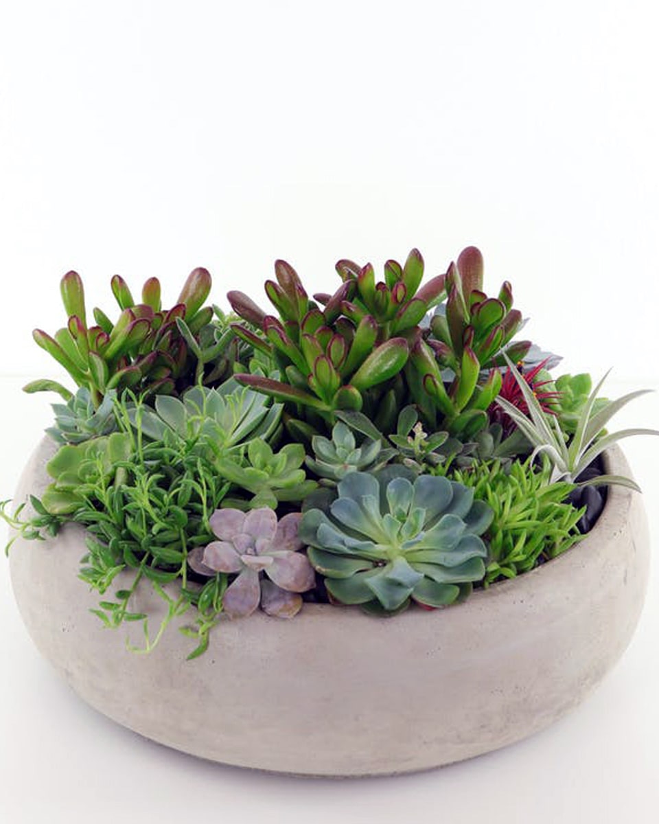 Wrigley Succulent Garden Wrigley Succulent Garden This large succulent garden features a lush assortment of succulents, air-plants, and other hardy green plants presented in a contemporary concrete bowl.
Measures about 6 inches tall and 15 inches wide.  Perfect for the dinning room table, kitchen counter, or a large coffee table.