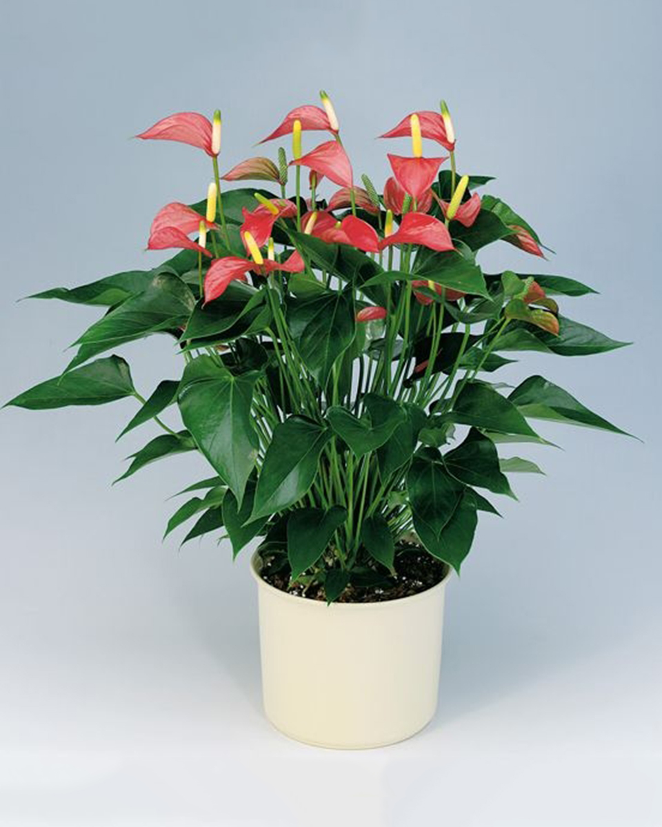 Anthurium Plant Deluxe-8 Inch Anthurium plant that is placed in a ceramic Pot.
DELIVERY: Every order is hand-delivered direct to the recipient. These items will be delivered by us locally, or a qualified retail local florist.