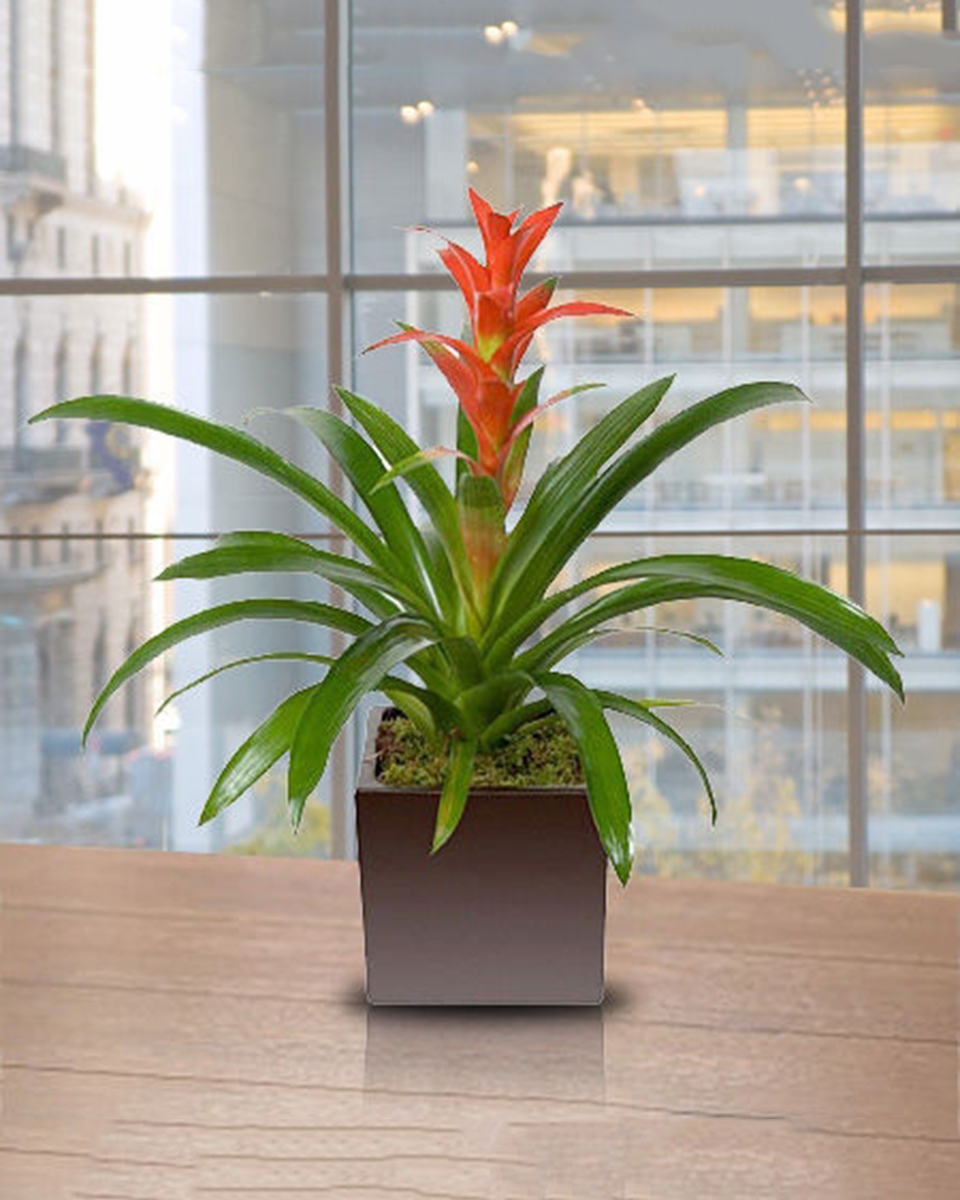 Bromeliad Plant Standard A tropical, exotic, 6 inch bromeliad plant that is potted in a ceramic.
DELIVERY: Every order is hand-delivered direct to the recipient. These items will be delivered by us locally, or a qualified retail local florist.