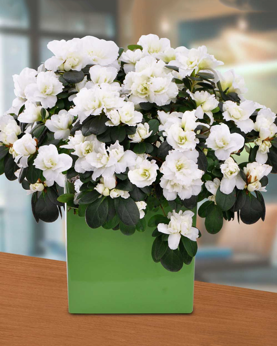 White Azalea Plant Standard (6 in Pot) A beautiful 6 inch white azalea plant in a ceramic pot.
DELIVERY: Every order is hand-delivered direct to the recipient. These items will be delivered by us locally, or a qualified retail local florist.